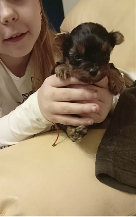 Yorkshire terrier mini