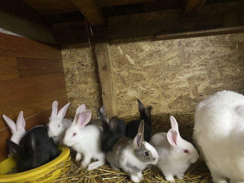 Vand pui de hycole francez 1,5luni