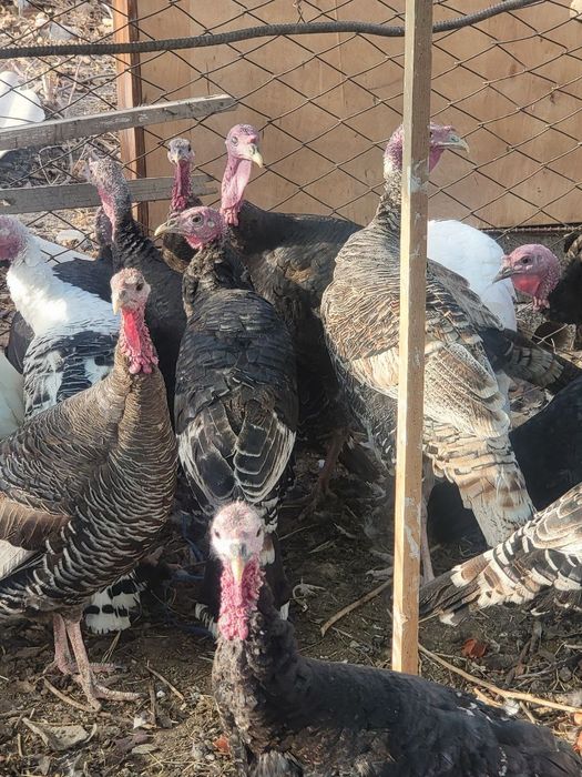 Индюки от 1 года до 7 месяцев