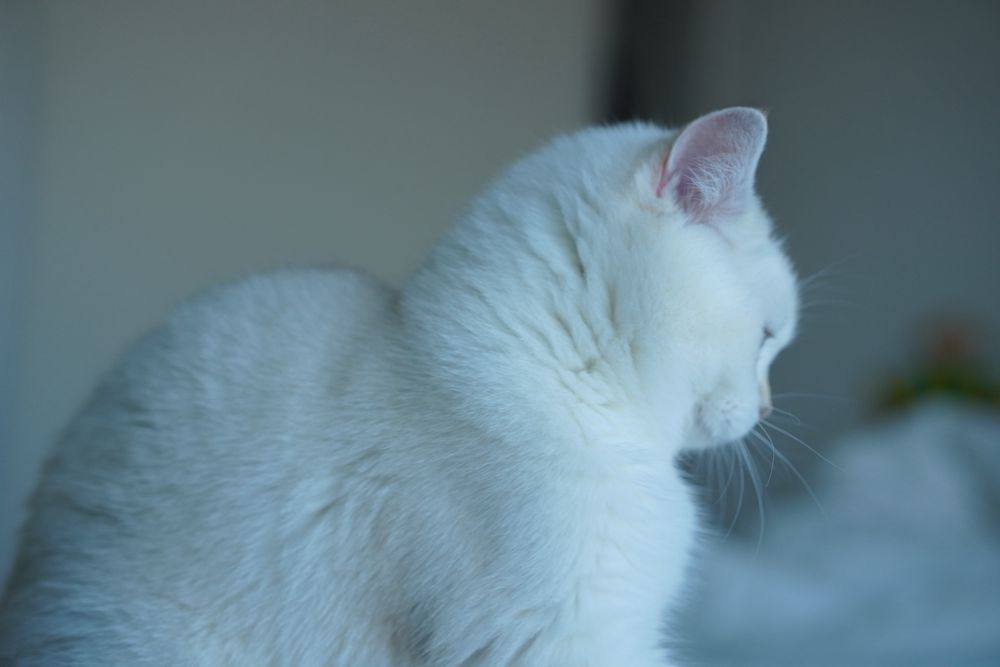 British Shorthair cu pedigree / Mascul