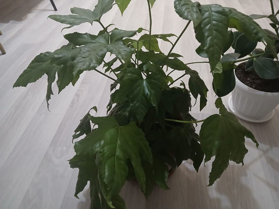 Продам цветы комнатные