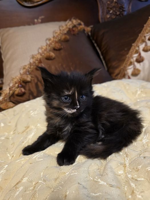 Мейн  куун котета