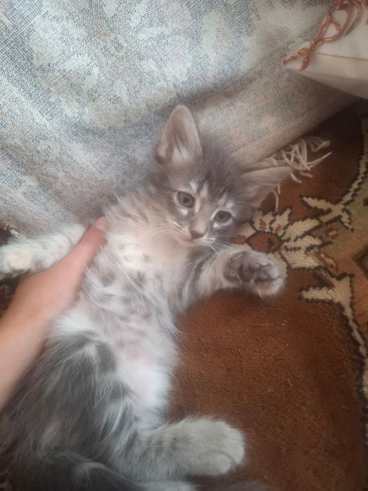 Отдам котят в добрые руки