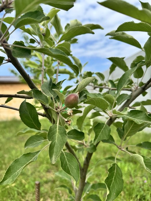 Vand teren Tartasesti 414 mp