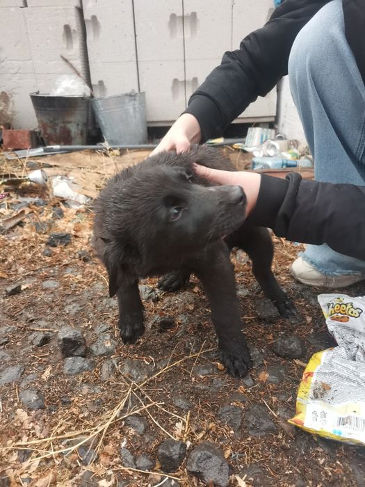 Отдам бесплатно щенят девочек