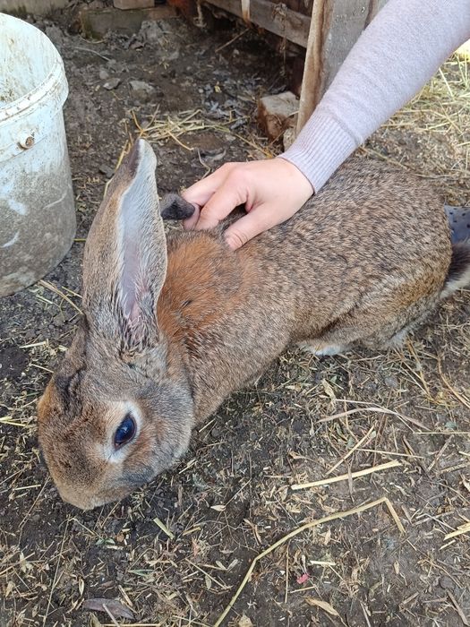 Vând mascul belgian