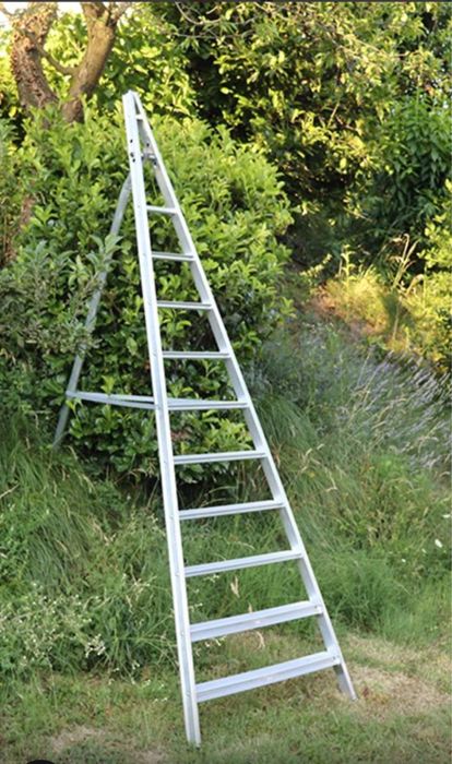 Scara vie pomi fructiferi