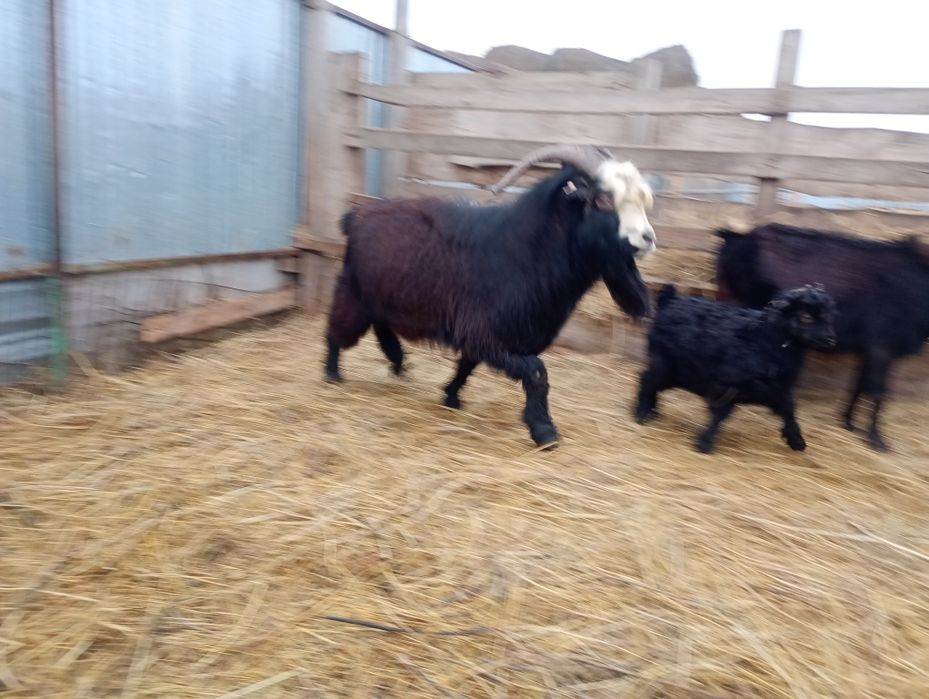 Продам козлов  на племя