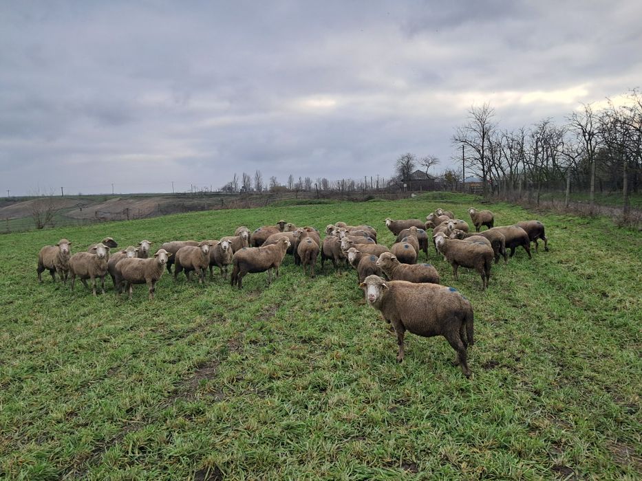 Vând oi Ulmu Braila