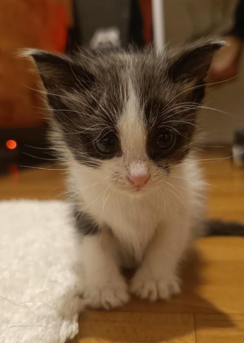 Котенок ищет дом