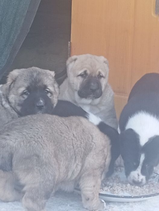 САО Алабай Караганда