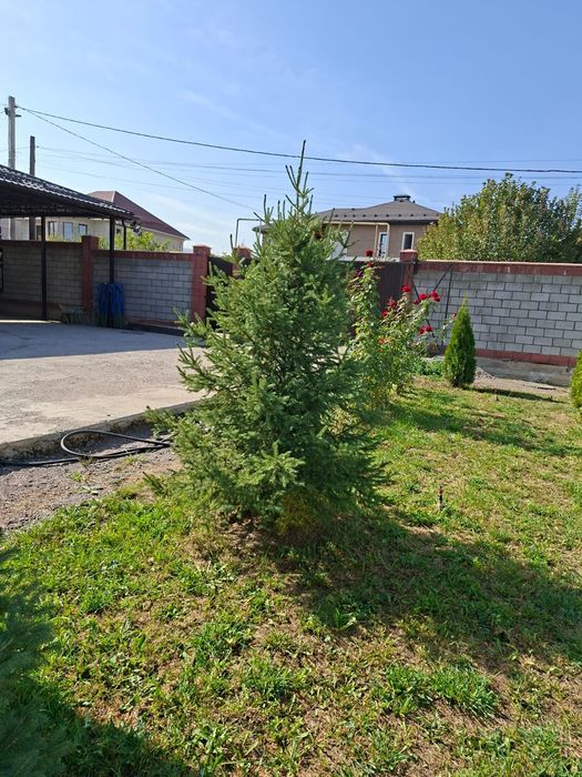 Живая ель 2,40 м — для дома и участка