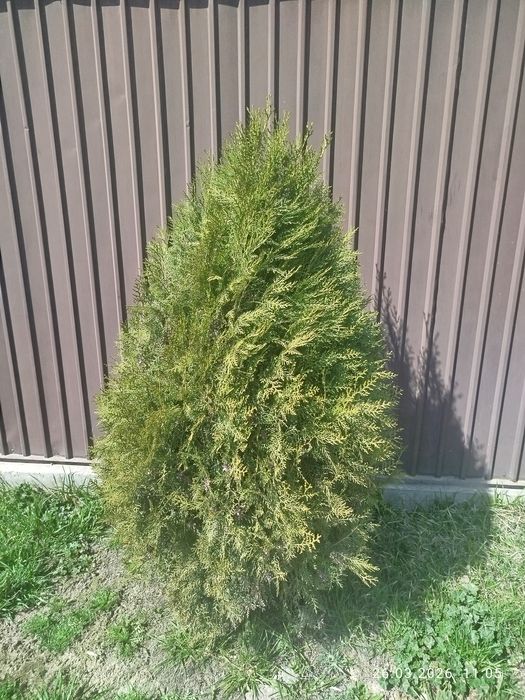 Продаю туя книжка