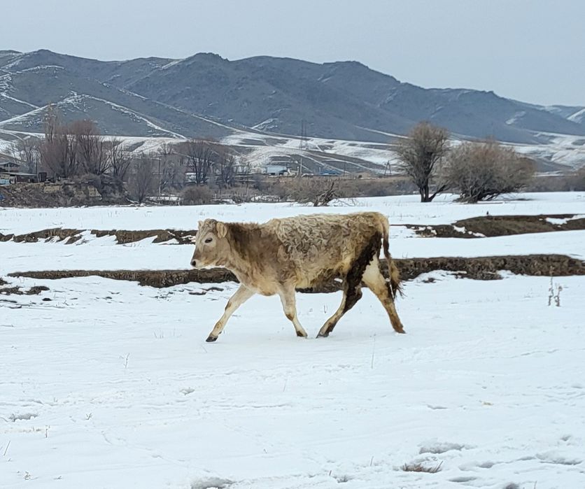 Екі тайынша сатылады