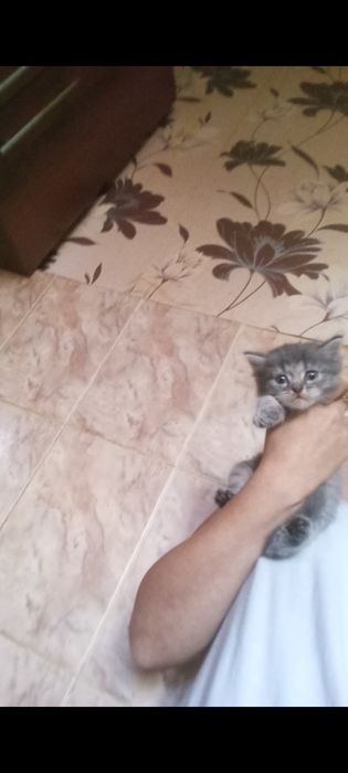 Шотланские 1, месяцев.