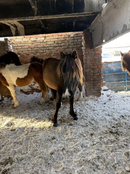 Бием 9 жыл, күйі жақсы, буаз