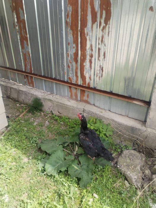 Продам птицу даканиху