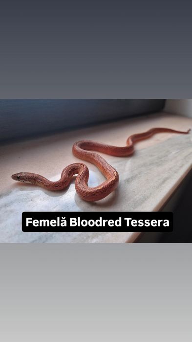 Serpi Corn Snake