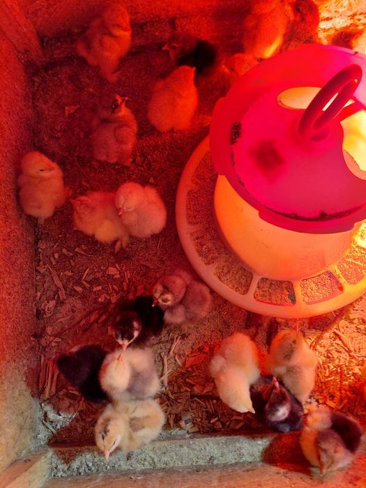 Vand pui tasa mixta de carne si puide gaina brahma maimulte soiuri gai