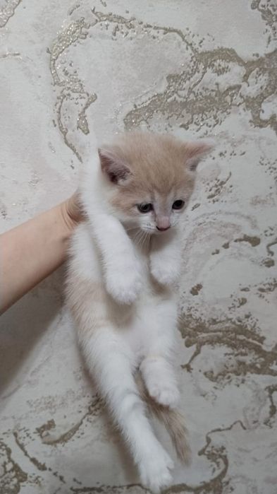 котята, мама пританка