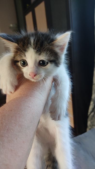 Отдам котят в добрые руки.