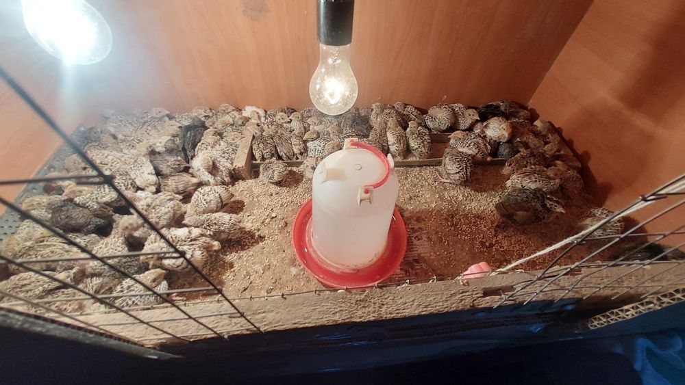 Бөдене балапандары сатылады