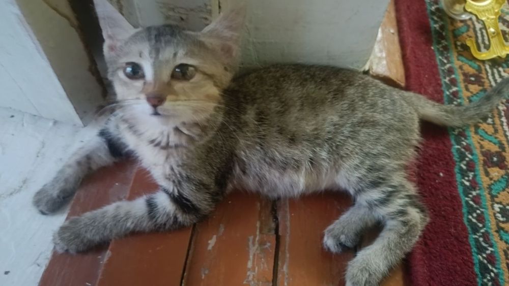 Отдам  котёнка  в добрые руки, приучен к лотку. Котёночек домашний