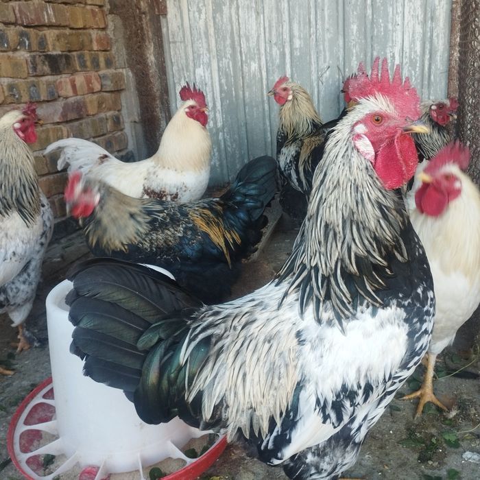 Продам куры домашние