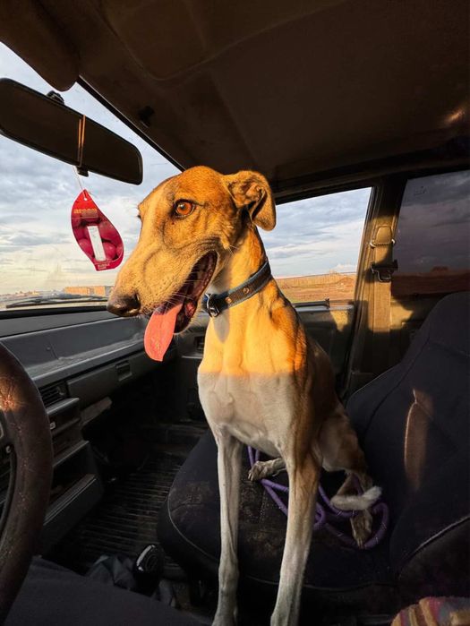 Хорты сучка торг