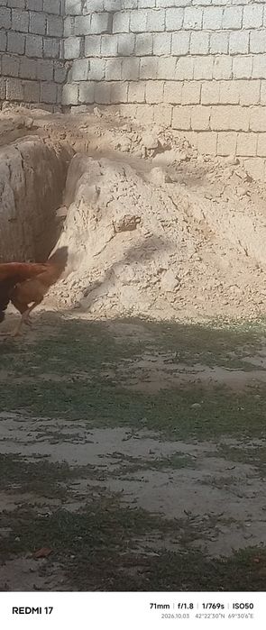 Сатылады шоже кораздар