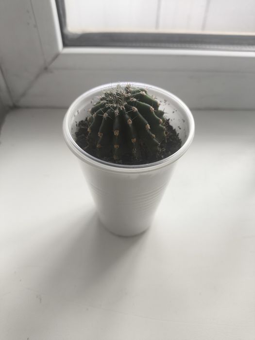 Кактус. Комнатное растение.