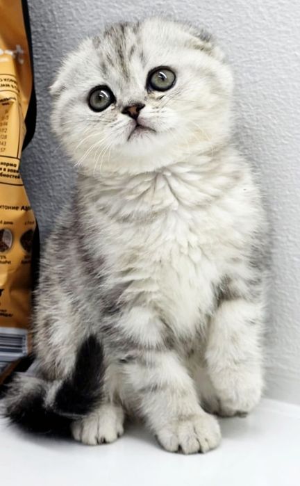 ШоТлаНдские КотЯта висЛоуХие