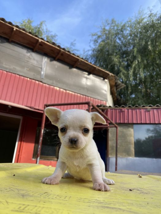Chihuahua mascul