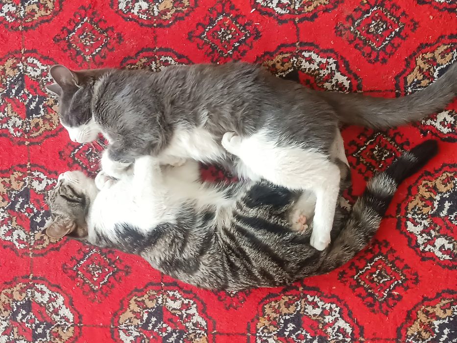 Ikkalovini  zoti gibrit.