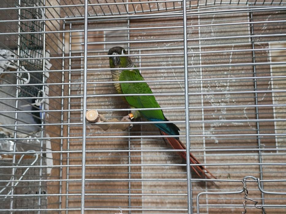 Pereche adulta Conure (Pyrrhura Molinae)