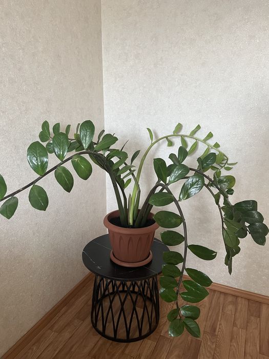 Продам Замиокулькас