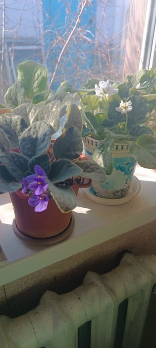 Комнатные  цветы