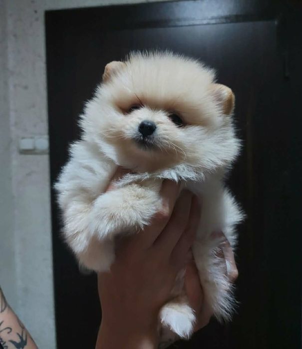 Мини померани от родословни родители