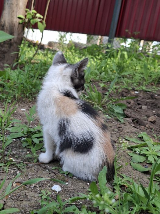 милый котёнок девочка, лоток знает