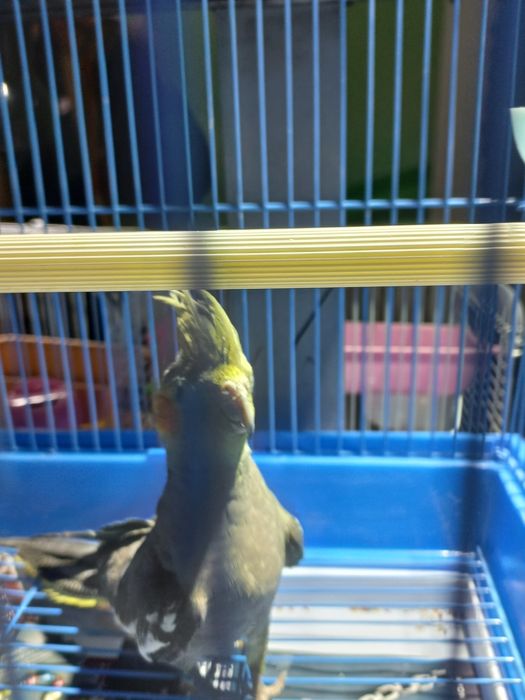 Молодые кореллы нимфы