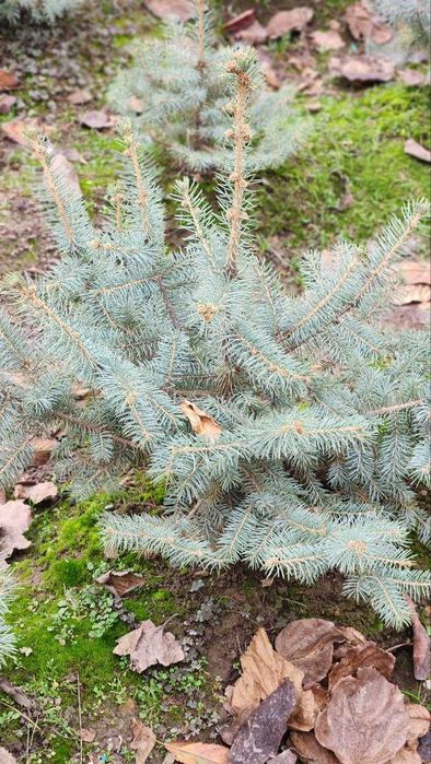 Tezkor Chegirma! Скидка! голубая ель елка | ел | archa | арча | el