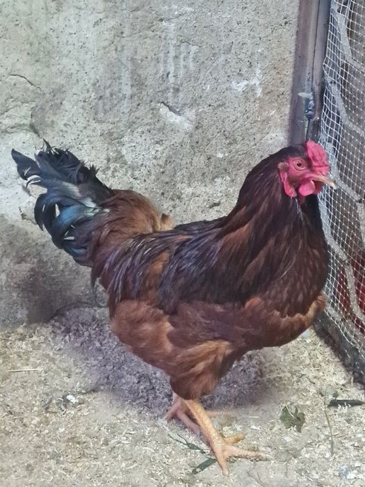 Свободни Млади Петли