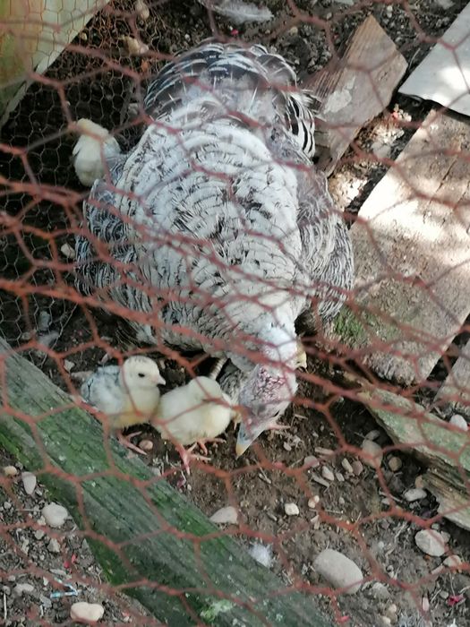 Vând curcă românească cu 8 pui de curcă românești și un pui de găină