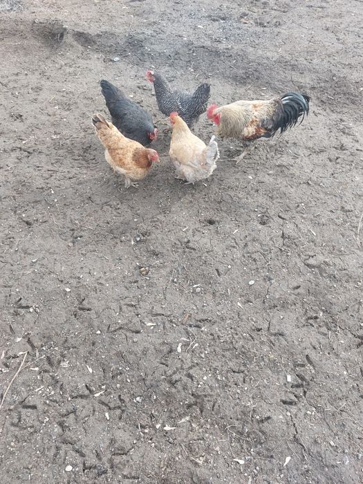 Продаётся куры и петух.