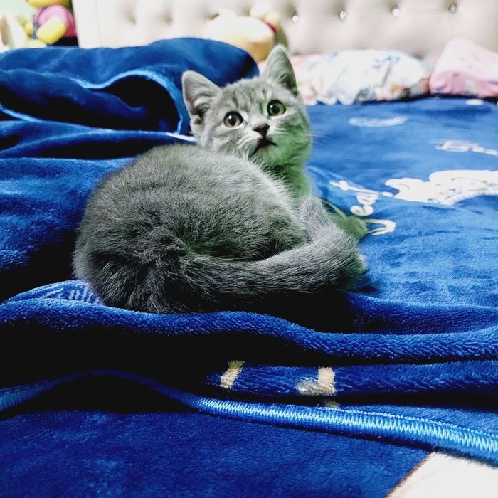 Mushuk kafolati bilan 1.5oylik