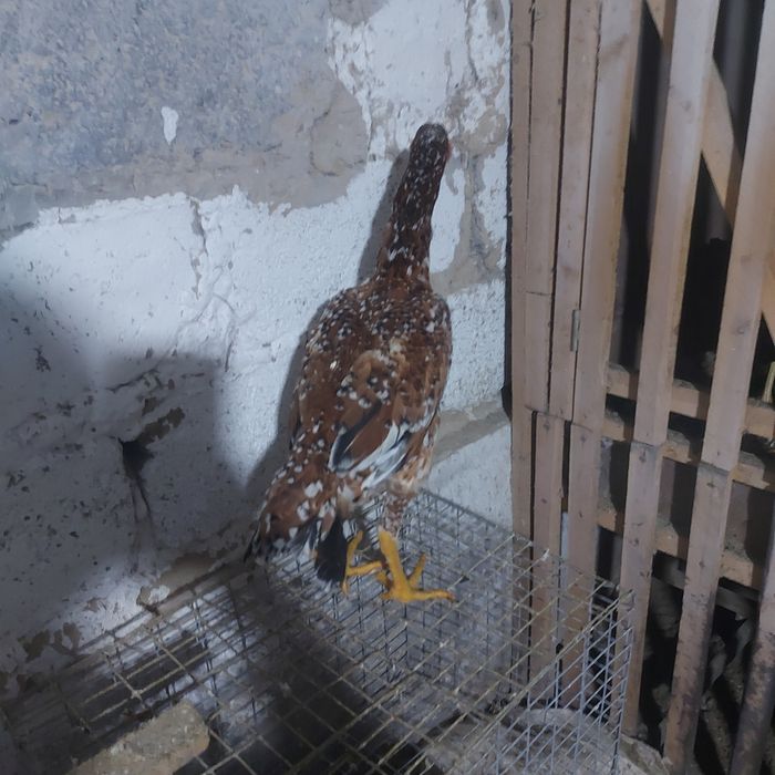 Джужа майски несутся