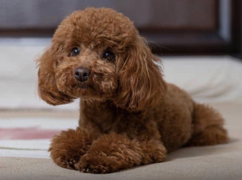 Dog sitting - iubitoare de animale