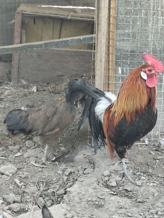 Продам петухов финские
