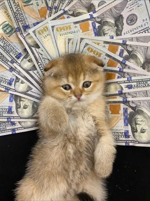 Вязка золотая шиншила котик