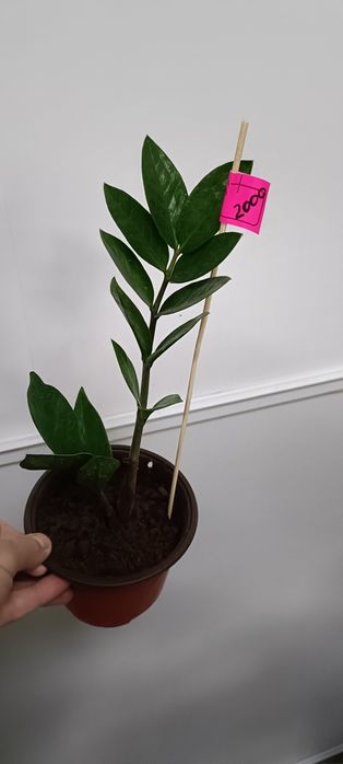 Долларовое дерево:2000 тенге